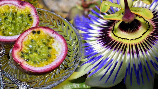 Cinsel gücü anında artırıyor! Passiflora bitkisinin meyvesi