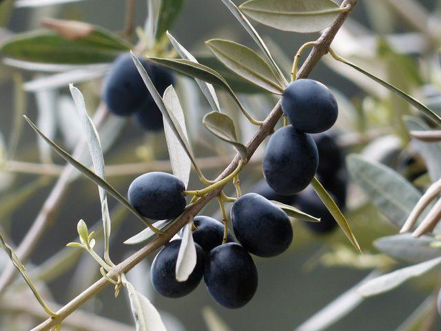 olives-g62c4dc9c0_1920