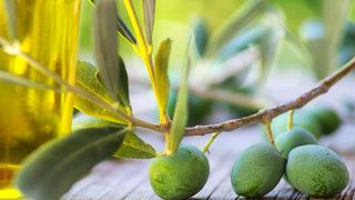 Bilimsel olarak kanıtlandı: Zeytin yaprağı özü diz ağrısını azaltabilir ve doğal bir ağrı kesici olarak kullanılabilir!