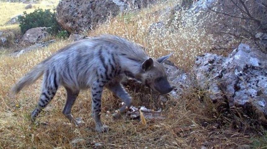 Şırnak'ta &ccedil;izgili sırtlan g&ouml;r&uuml;nt&uuml;lendi
