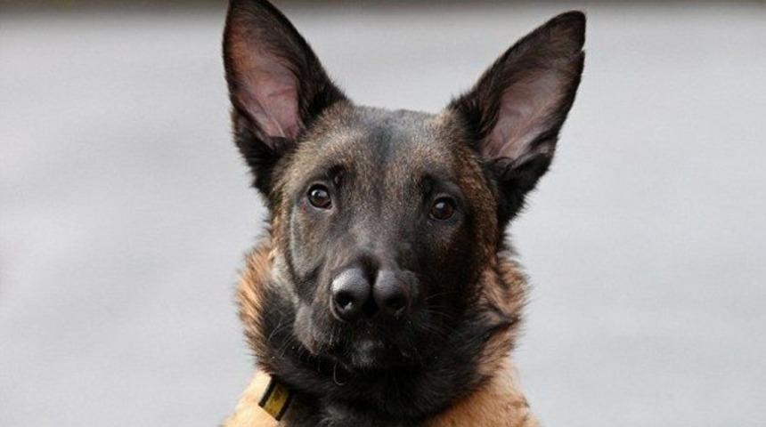 İki burunlu mucize k&ouml;pek