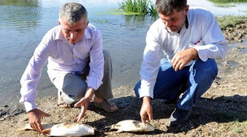 Balık ölümlerine inceleme başlatıldı