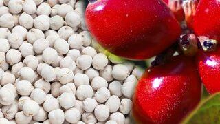 Lokman Hekim’in mucize ilacı: Mide ağrısını şıp diye kesiyor