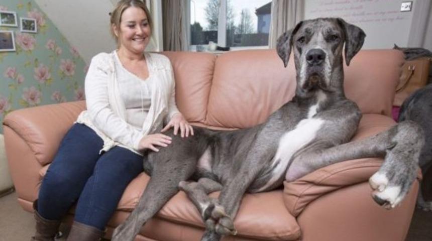 İngiltere'nin en b&uuml;y&uuml;k k&ouml;peği