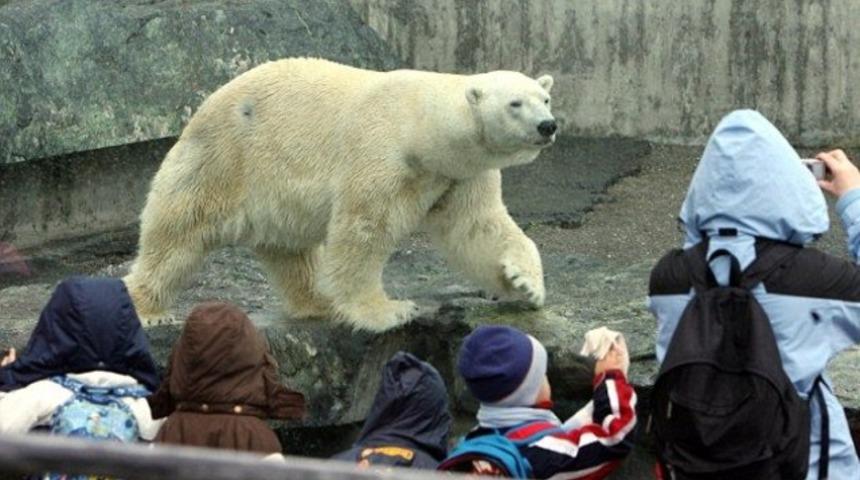 Çanta yiyen kutup ayısı öldü
