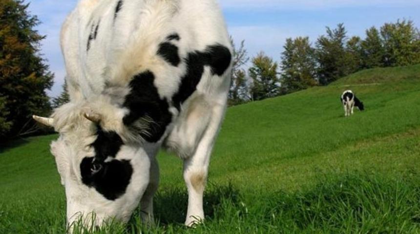 Veremli 20 büyükbaş hayvan ortadan kayboldu