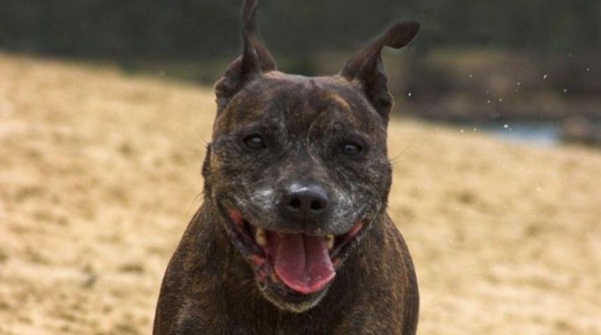 Sevgilisinin köpeğiyle cinsel ilişkiye girdi