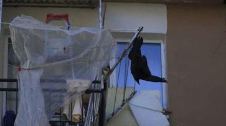 Güvercinlere ibret olsun diye karga astı