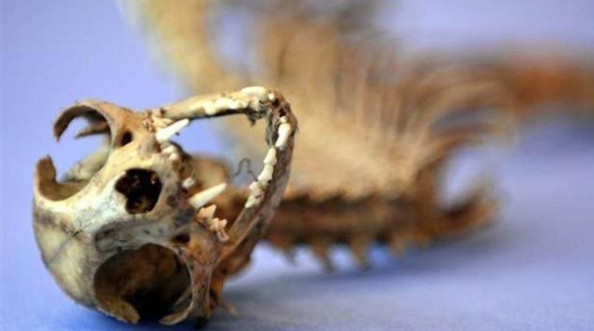 Odunlukta bulundu, kimse esrarını &ccedil;&ouml;zemedi