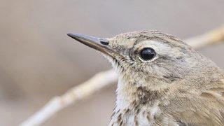 İncir kuşu (Anthus spinoletta) 13 yıl sonra Diyarbakır'da yeniden görüntülendi