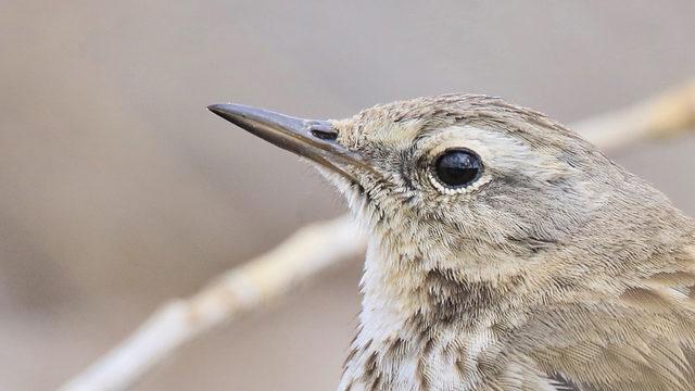 İncir kuşu (Anthus spinoletta) 13 yıl sonra Diyarbakır'da yeniden görüntülendi