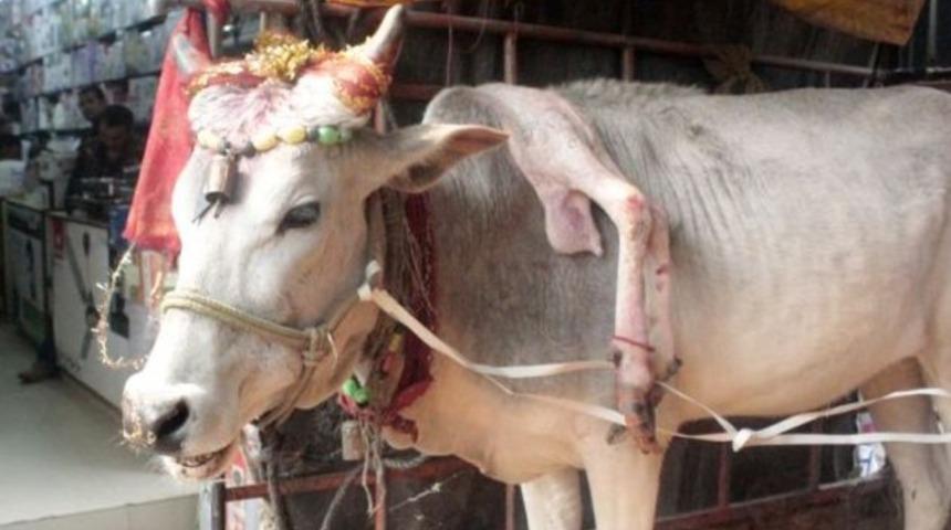 5 ayaklı 'kutsal inek'