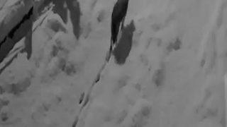 Kar yağışının etkili olduğu Giresun'da aç kalan kurtlar mahalleye indi