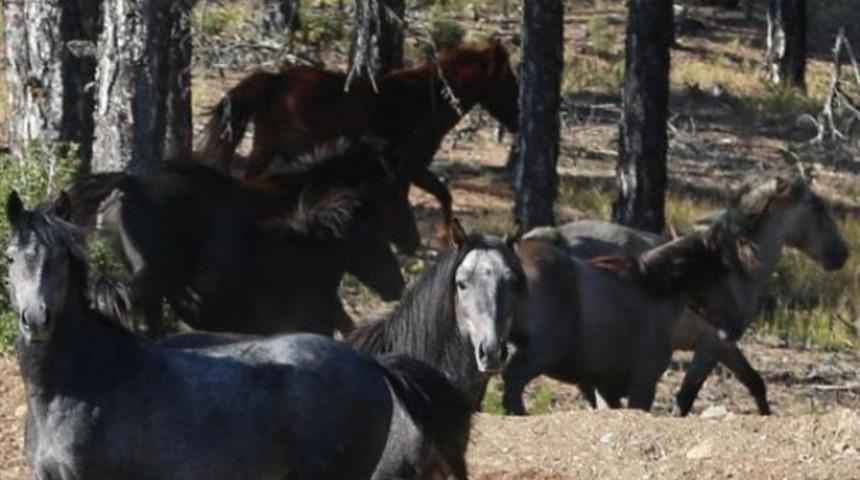 Osmanlı atları görüntülendi