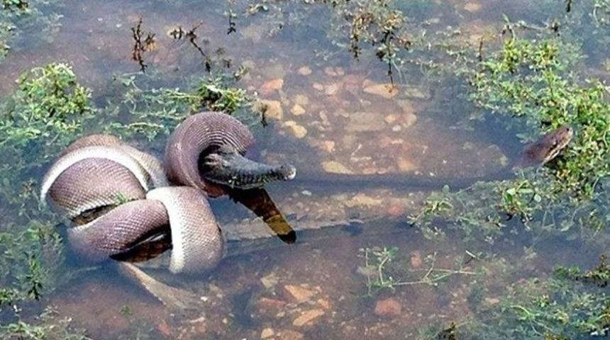 Yılan ile timsah arasında &ouml;l&uuml;mc&uuml;l savaş