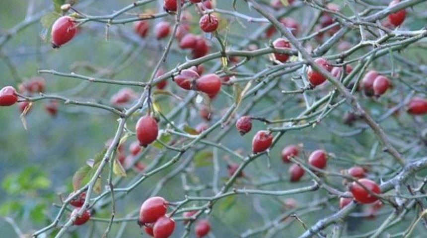 Kuşburnu C vitamini zengini