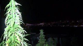 Boğaz Manzaralı esrar tarlası