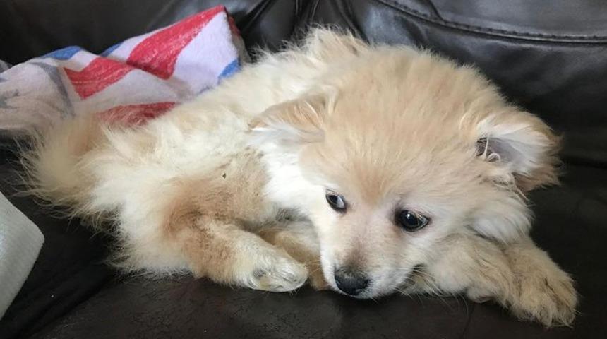 Ölüme terk etti... Çöp torbasına sarıp diri diri gömdü! 