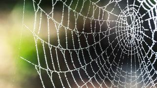 Örümcek ağının mucizevi etkisi! Kanseri…