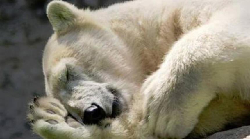 Kutupta d&uuml;nyayı &uuml;rk&uuml;ten &ouml;l&uuml;m