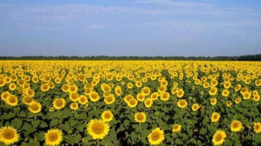 Bakanlığa ait tarlada Hint keneviri