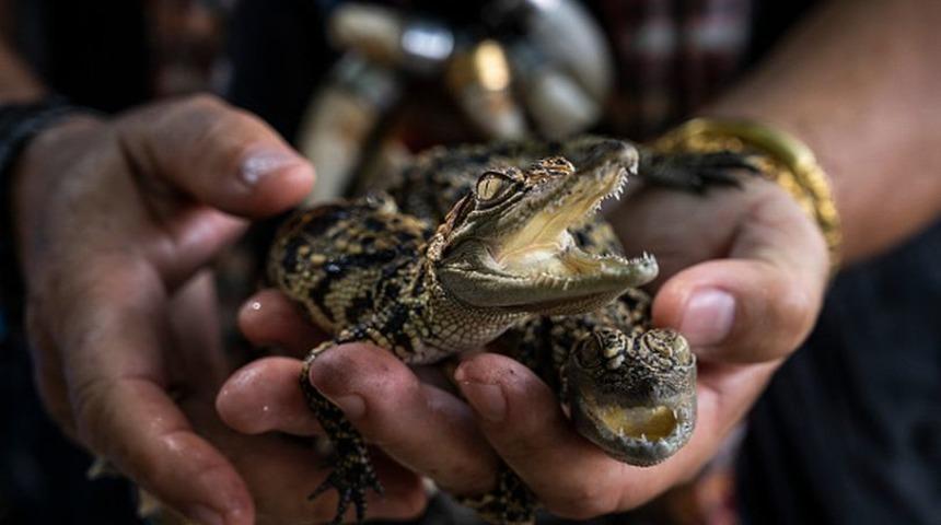 Timsahla cinsel ilişkiye giren adamın davasında şaşırtan sözler! Hakimin tepkisi takdir topladı