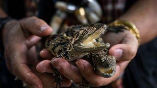 Timsahla cinsel ilişkiye giren adamın davasında şaşırtan sözler! Hakimin tepkisi takdir topladı