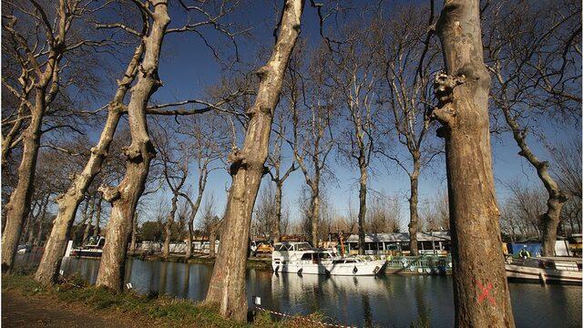 Fansa'nın Canal du Midi bölgesinde çınar kanseri nedeniyle 42 bin ağacın kesildiği belirtiliyor