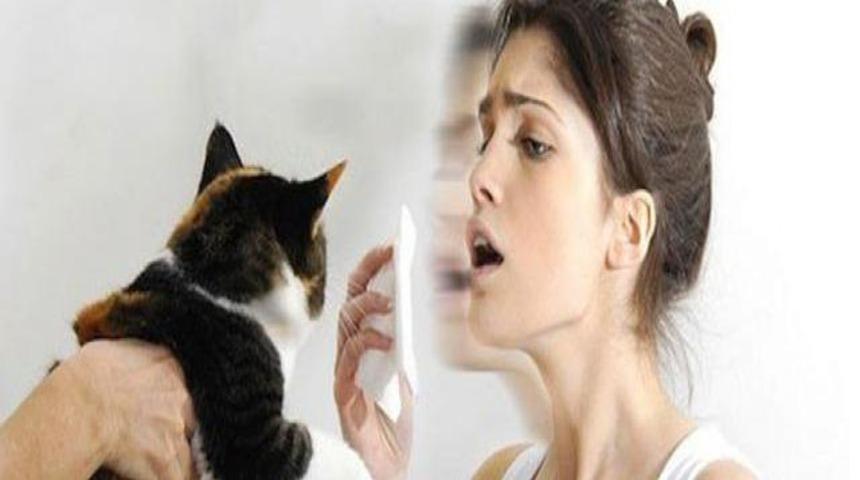 Kedi alerjisine ila&ccedil;lı tedavi
