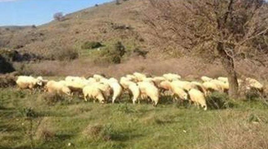 AK Partili Aşlık'tan 'koyunlu mesaja' 6 tweetle a&ccedil;ıklama