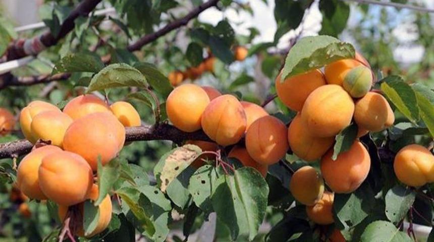 Bayramda kayısı yiyin 