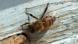 5 aydır kış uykusundaydılar! Yalancı bahar nedeniyle telef oldular