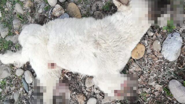 Tunceli’de vahşet! Köpeğin bacaklarını kesip, kemiklerini kırdılar: Bunu yapan çocuğa tecavüz de eder