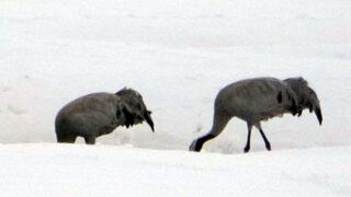 Turnalar 30 yıl sonra Hakkari'ye geldi, gören şaşkına döndü: Aynı hindiye benziyor