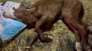 Buzağıyı gören herkes şaşkına döndü! Kalbi boynunda doğdu