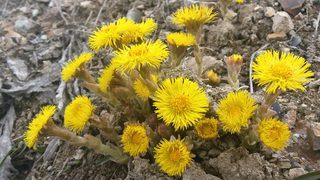 Öksürük otu neye iyi gelir? Öksürük otu faydaları nelerdir? Öksürük otu nasıl kullanılır?