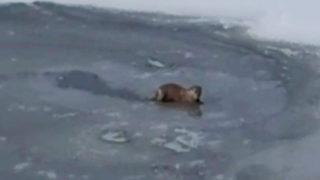 Su samuru buzu kırıp balık avladı! İlk kez rastladılar