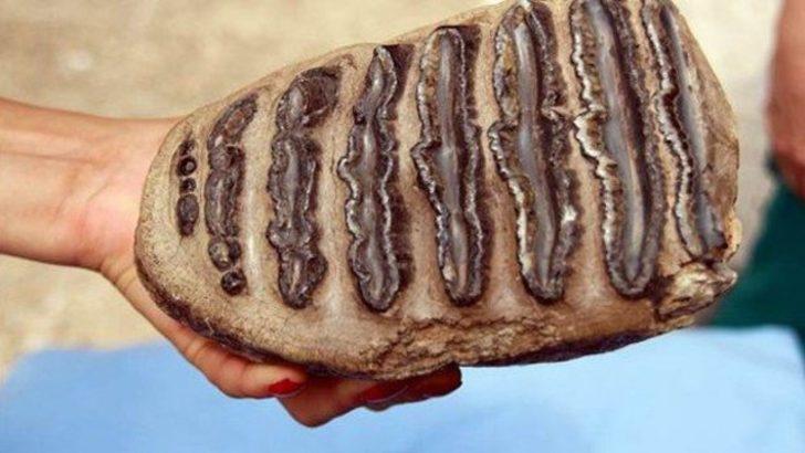 Madende 2 milyon yıllık fosil bulundu - Son Dakika Haberler