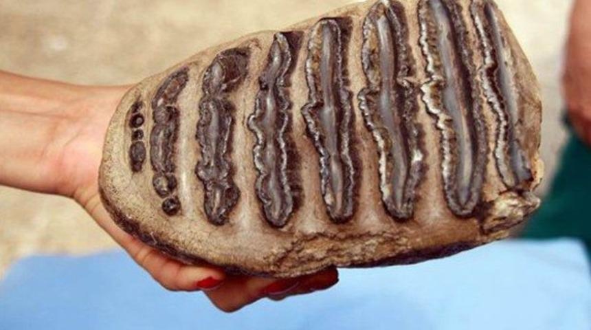 Madende 2 milyon yıllık fosil bulundu