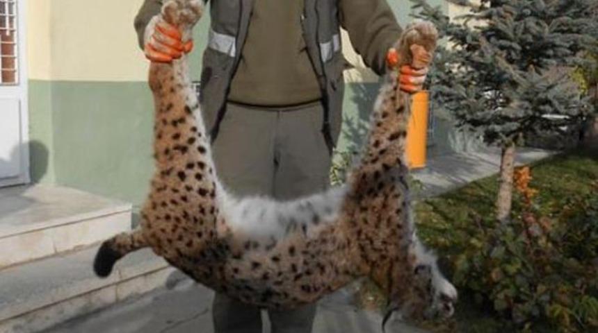Leopardan sonra şimdi de bir vaşak &ouml;ld&uuml;r&uuml;ld&uuml;