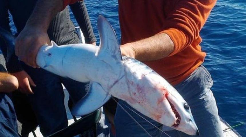 Antalya'da k&ouml;pekbalığı oltaya takıldı