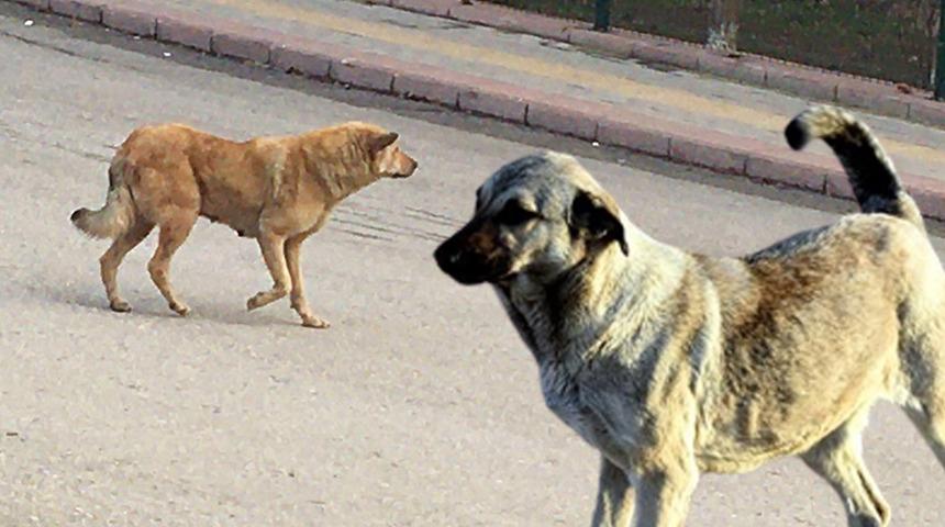 Köpeklerin bu davranışlarına dikkat! Saldırıp saldırmayacağına dair ipucu veriyor