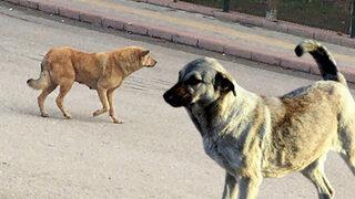 Köpeklerin bu davranışlarına dikkat! Saldırıp saldırmayacağına dair ipucu veriyor