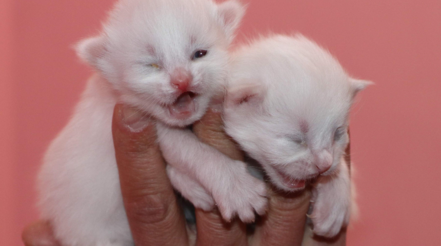 Van kedileri, yılın ilk yavrularını dünyaya getirdi, özel odalara alındı