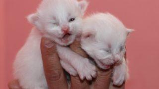 Van kedileri, yılın ilk yavrularını dünyaya getirdi, özel odalara alındı