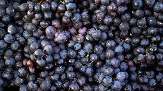 Bulunmaz bir nimet: Kanı temizler, kemik erimesini önler, kolesterolü düşürür, gençleştirir...