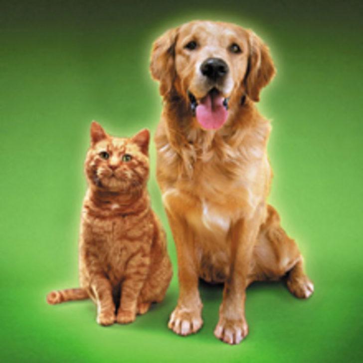 Sahiplenmeden &Ouml;nce İyi D&uuml;ş&uuml;n&uuml;n