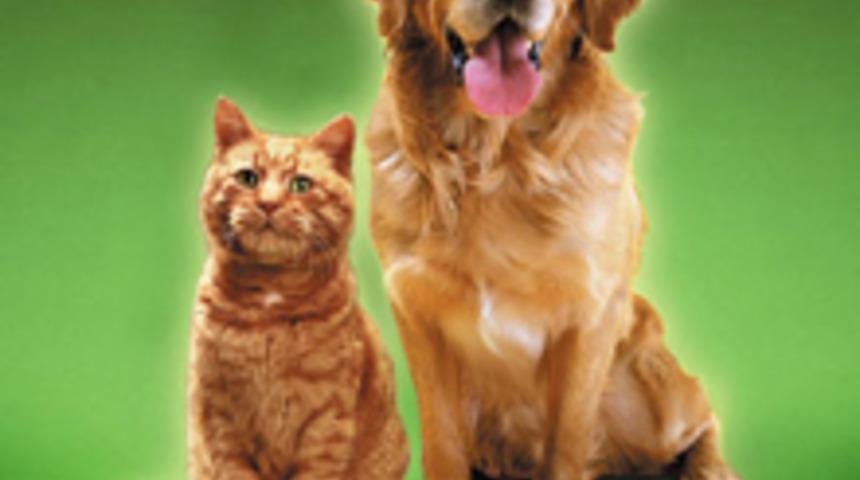 Sahiplenmeden &Ouml;nce İyi D&uuml;ş&uuml;n&uuml;n