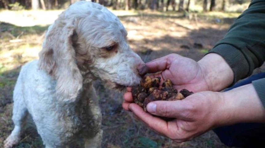 Dünyanın en pahalı mantarı! Kilosu 500 lira... Radar köpekler buluyor