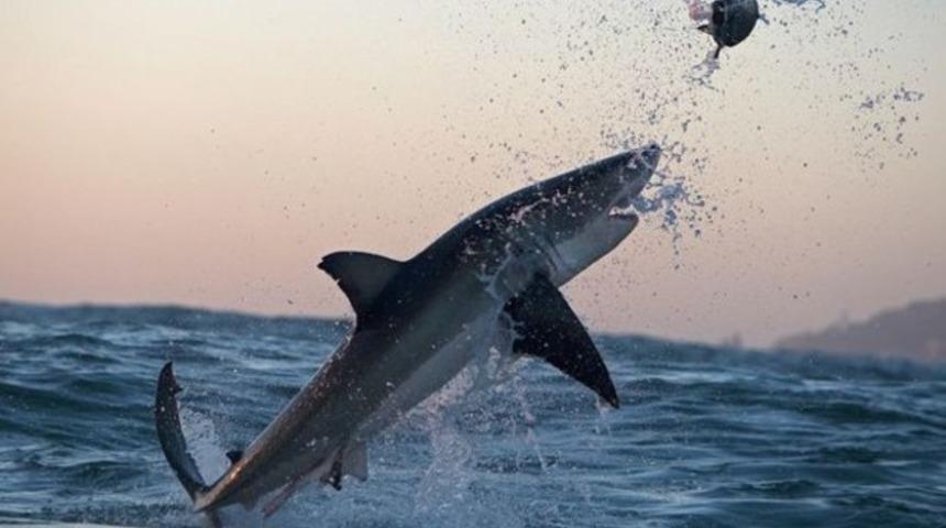 K&ouml;pekbalıkları hakkında bilmek istediğiniz t&uuml;m ger&ccedil;ekler